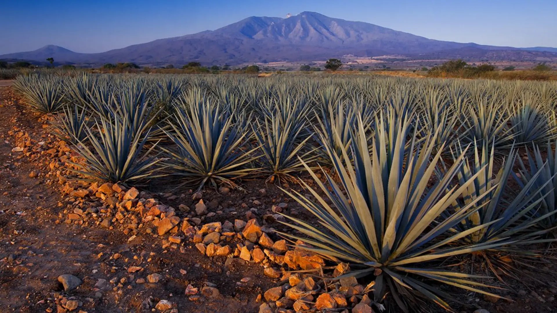 Datos curiosos de Jalisco: descubre por qué es uno de los estados más fascinantes de México